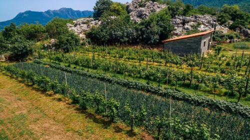a field of crops with a barn in the background at Apartments EcoNature in Virpazar