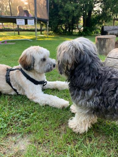 two dogs sitting on the grass in a park at Mohácsi Wellness Vendégház és Lovasklub in Mohács