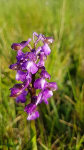 a close up of a purple flower in the grass at La petite maison dans le Quercy in Cayriech