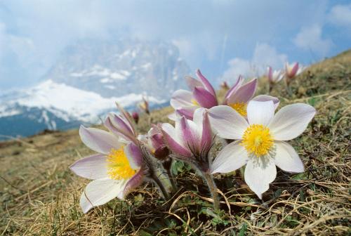 a group of flowers on the side of a mountain at Hotel Vernel in Santa Cristina in Val Gardena