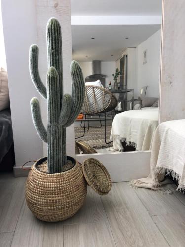 un cactus en una olla sentada en un dormitorio en TarifaMiCasa Mar Tirreno, en Tarifa