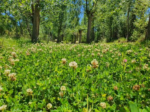 a field of flowers with trees in the background at HOTEL MASIA EL MOLINETE in Mora de Rubielos
