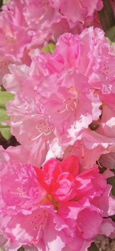 a bunch of pink flowers are shown at Heykens Golfhuus Albatros in Wiesmoor