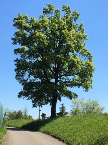 a tree on the side of a dirt road at Ca' di Pincia in Astano