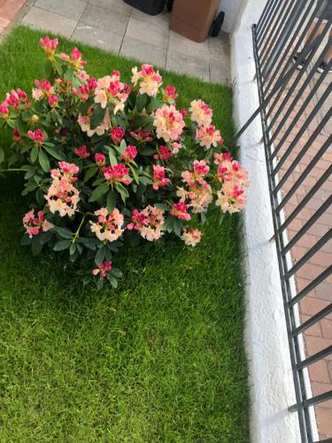 a pot of pink flowers sitting on the grass at meierstrasse in Lübeck
