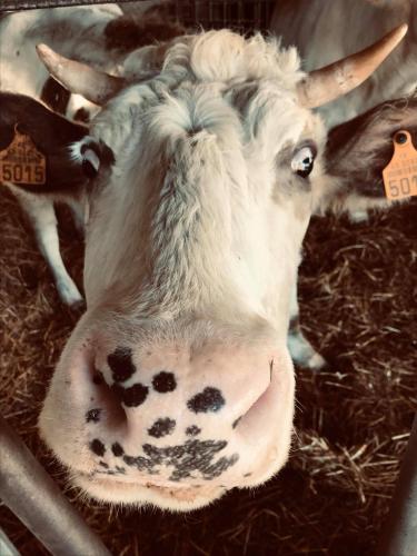 a close up of a cow laying in the hay at ferme pedagogique des pennetieres in Montcorbon