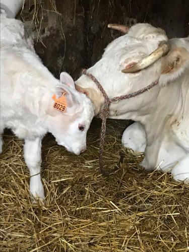 two white goats are laying in some hay at ferme pedagogique des pennetieres in Montcorbon
