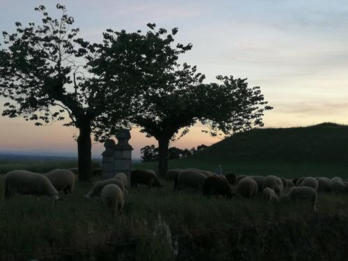 a herd of sheep grazing in a field with trees at Casa do Ti Messias in Almeida