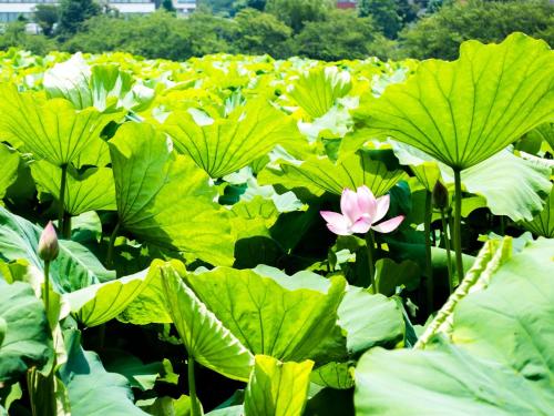 a field of green lily pads with a pink flower at Sotetsu Fresa Inn Ueno-Okachimachi in Tokyo
