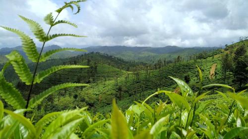 a view of a tea plantation in the hills at LAZY DAYS Wayanad in Cherambādi