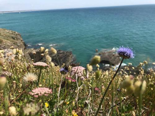 a field of flowers next to the water at Glatigny Farmhouse - close to beach - proche de la plage in Glatigny
