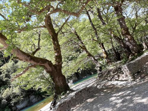 a tree leaning over a stone wall next to a road at Lichovo in Papigko