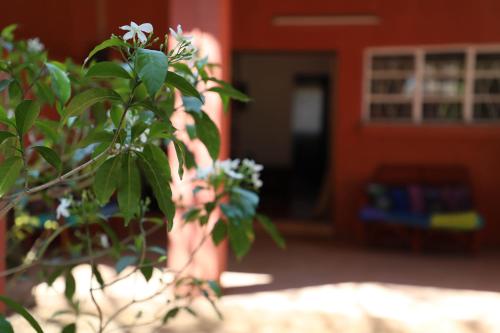 a plant with white flowers in front of a building at Butterfly Apartments in Livingstone