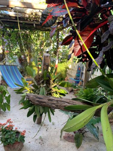 a garden with a log and plants and a hammock at All Seasons Belize in Hopkins