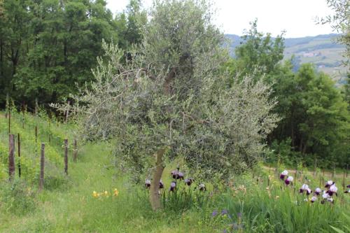 a tree in the middle of a field with flowers at Agriturismo La Rovere in Cossano Belbo
