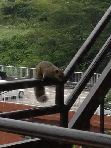 a brown bear is climbing on a fence at Beach Commune Simploose (Adult Only) in Ito