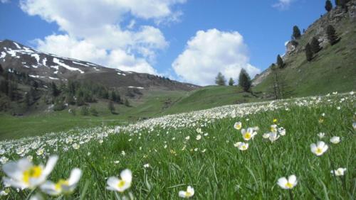 a field of white flowers in a grassy field at I fiori del Pollino - Guest House in San Severino Lucano