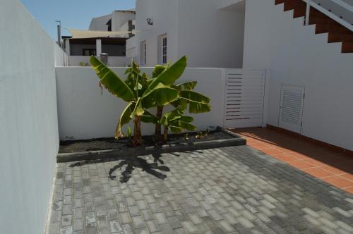 a plant in the courtyard of a house at Mirafondo Beach in Playa Honda