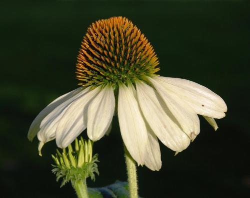 a white flower with a yellow center on a plant at Villa Vilan - Countryside Lodging in Skillingaryd