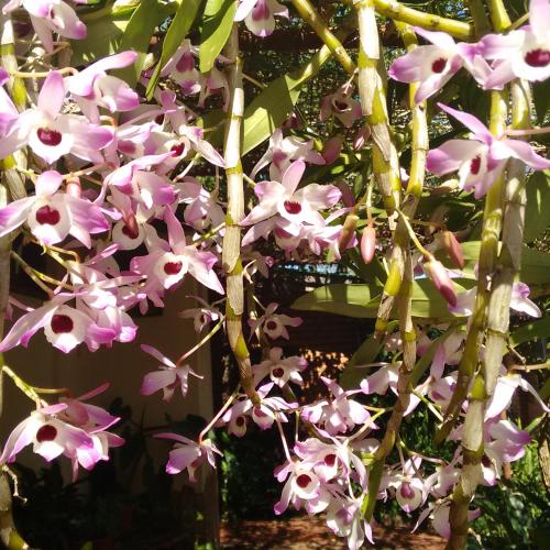 a bunch of pink flowers hanging from a tree at Hosteria Helvecia in Montecarlo
