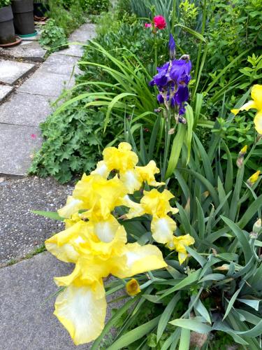 a bunch of yellow and purple flowers in a garden at B&B tannen124 in Oberburg