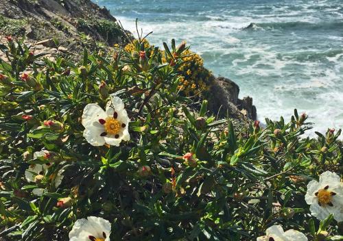 a bush with white flowers next to the ocean at Cerro Da Fontinha in São Teotónio