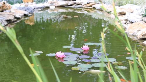three pink flowers in a pond with lily pads at Chambre d'hotes la Quercynoise in Montaigu-de-Quercy