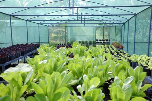 a greenhouse filled with green plants in it at Badian Island Wellness Resort in Badian