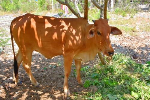 a brown cow standing in the shade of a tree at Badian Island Wellness Resort in Badian
