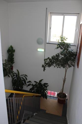 a staircase with two potted plants and a window at Dom Fernando I in Loulé