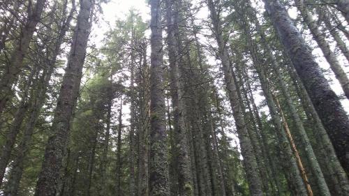a group of tall trees in a forest at Chalet Abetone in Tuscany in Abetone