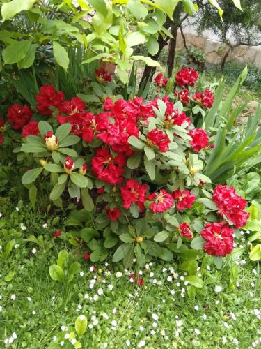 a bunch of red flowers in a garden at Guesthouse Elizabeth in Samokov
