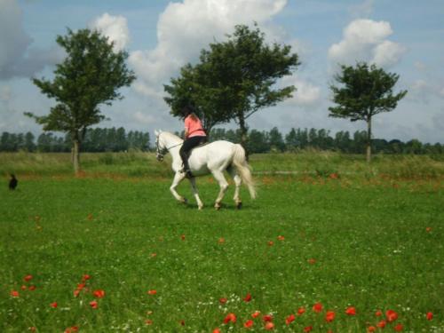 a person riding a white horse in a field at Ferienwohnung "Kranich" im Ferien-Resort Rügen in Sagard