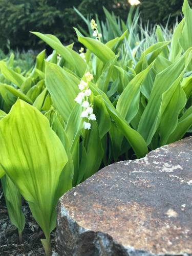 a bunch of green plants with white flowers next to a rock at Pension Tofalvi in Harghita-Băi