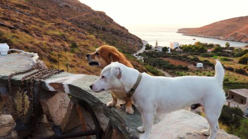 two dogs standing on top of a rock wall at Sun Holiday House in Pisses