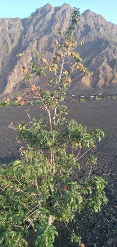 a tree in a field with a mountain in the background at Ciza e Rose in Portela