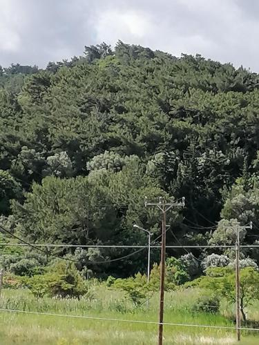 a large hill with trees in front of a field at Lefteris Rooms in Kokkari