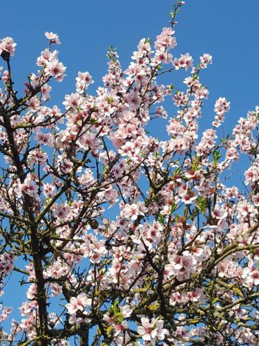 a magnolia tree with pink flowers against a blue sky at Gästehaus Gerhardt in Schweigen-Rechtenbach
