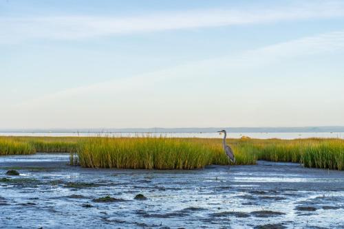 a bird standing in the water near some tall grass at Auberge de la rive de Charlevoix - Auberge de jeunesse familiale pour voyageurs de tous âges in Saint-Joseph-de-la-Rive