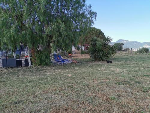 a dog walking in a field next to a tree at Villa Dei Romani - Country House in Guidonia