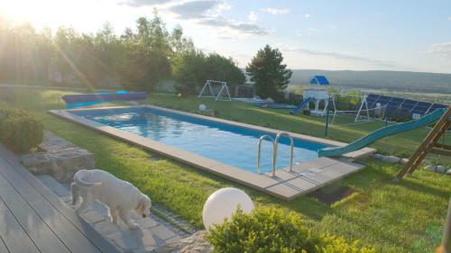 a dog statue standing next to a swimming pool at Apartamenty Pod Łysicą & SPA - przy stoku, basen, jacuzzi, sauna in Krajno Pierwsze