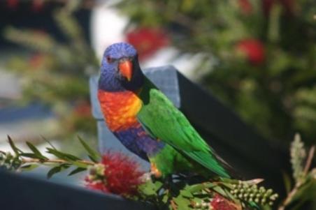 a colorful bird is sitting on a tree branch at Beachcomber Holiday Park in Potato Point