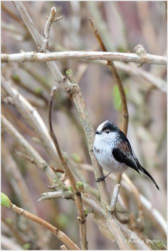a small bird sitting on a tree branch at Studio aux Sources de la Chabanne in Saint-Hilaire-les-Courbes