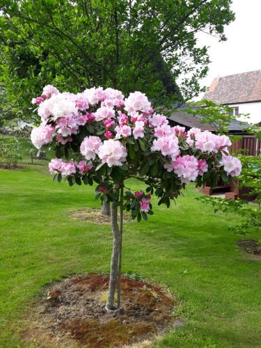 a small tree filled with pink flowers in a yard at Agroturystyka Nad strumykiem in Leśna