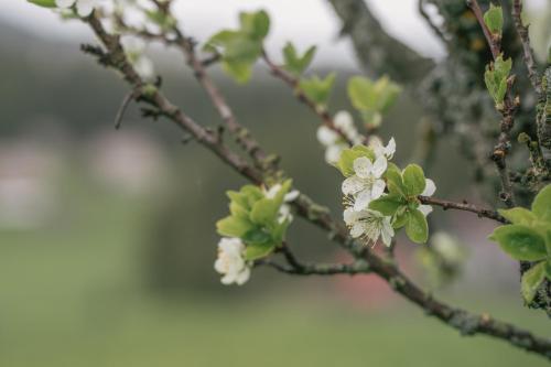 a branch of a tree with white flowers on it at Cabana Poiana Dealul Frumos in Gîrda de Sus