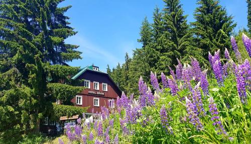 a house in the middle of a field of purple flowers at Hotel Děvín in Pec pod Sněžkou