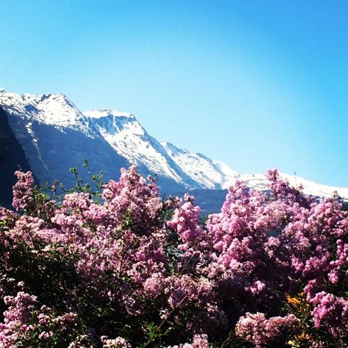 a tree with pink flowers in front of a mountain at Chalet Franzi - gleich an der Piste im Gasteinertal in Dorfgastein