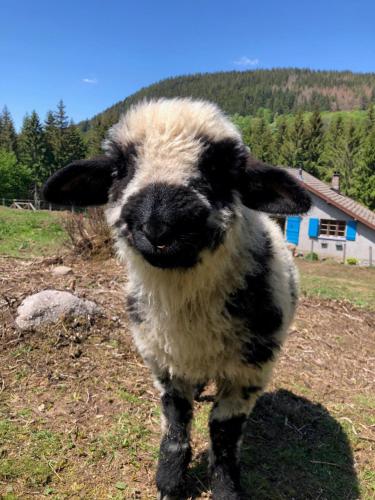 a black and white lamb standing in a field at Gites à la ferme à 5 minutes du lac de Gerardmer. in Sapois