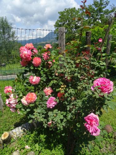 a bunch of pink roses in front of a fence at Agriturismo la Fattoria al Crocefisso in Pieve Fosciana