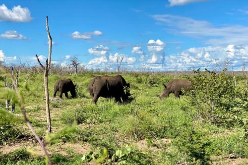 Gallery image of Kifaru Luxury Lodge in Outjo